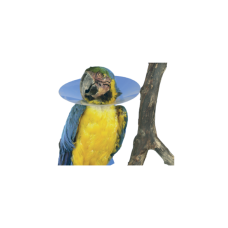 Colar Elizabetano Aves Buster 100mm Caixa com 10 unidades